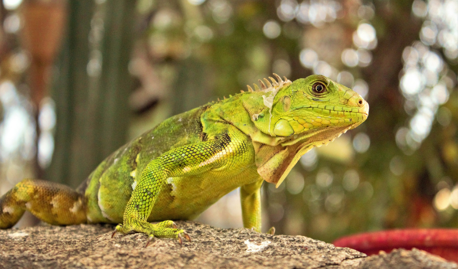 green-iguanas-3588055