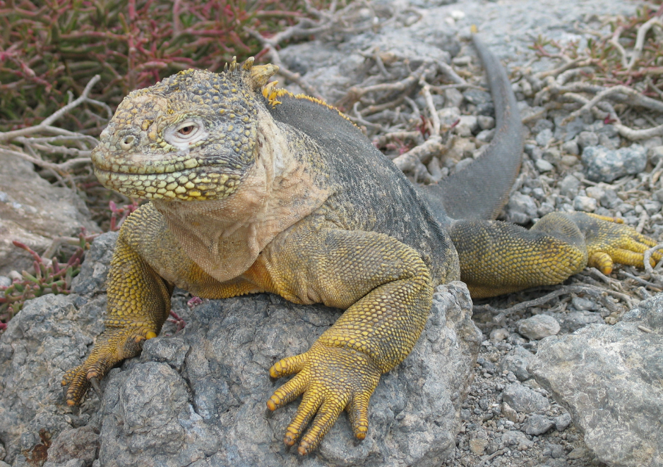 land-iguana-1746698
