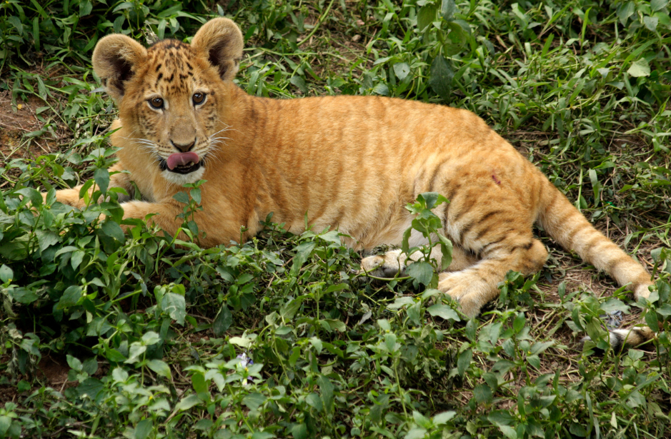 liger-cub-4249623