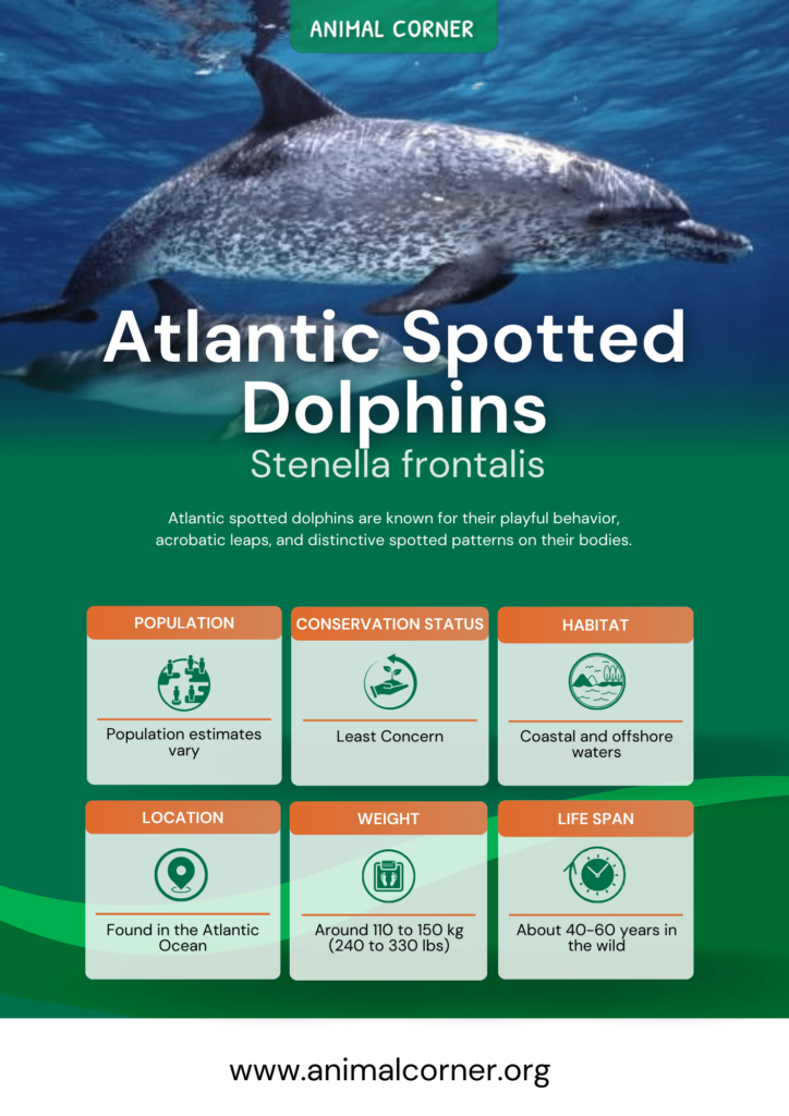 atlantic-spotted-dolphins-fact-sheet