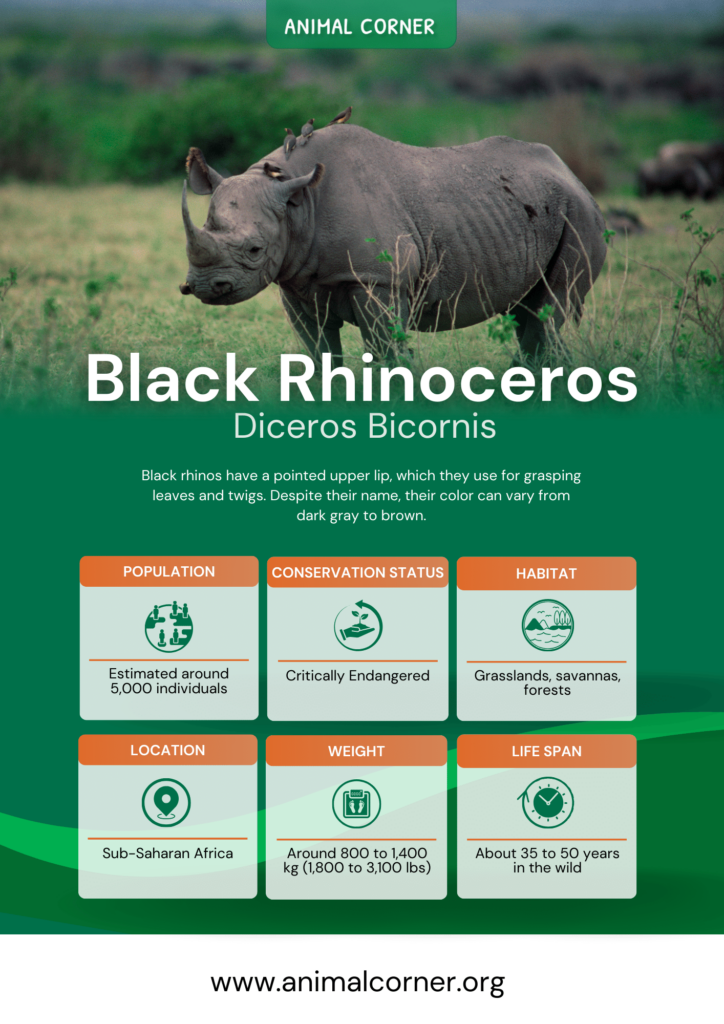 black-rhinoceros-fact-sheet