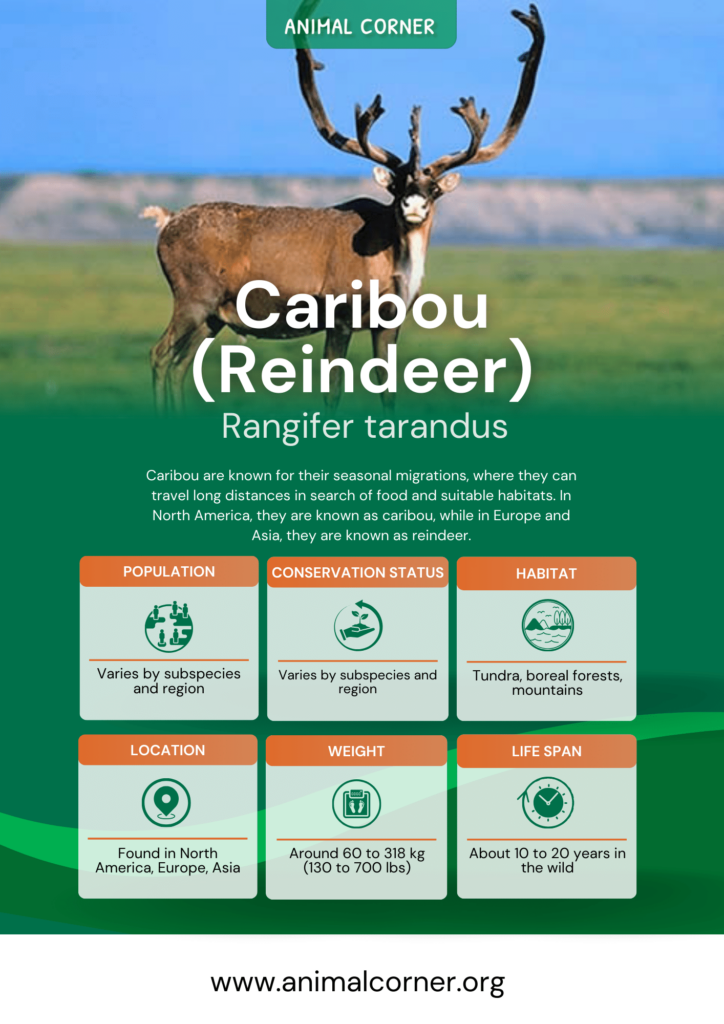 caribou-reindeer-fact-sheet
