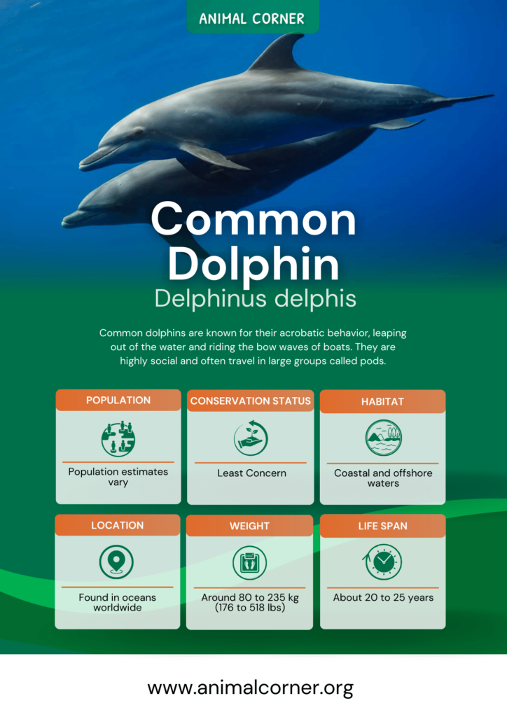 common-dolphin-fact-sheet