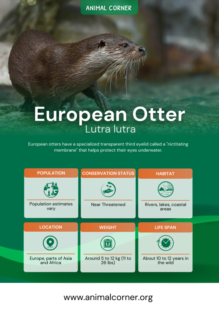 european-otter-fact-sheet