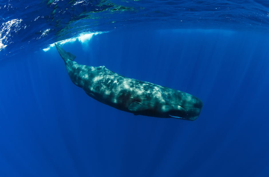 galapagos-sperm-whale-3821387