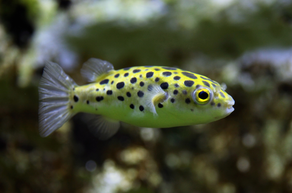 green-spotted-puffer-8523787