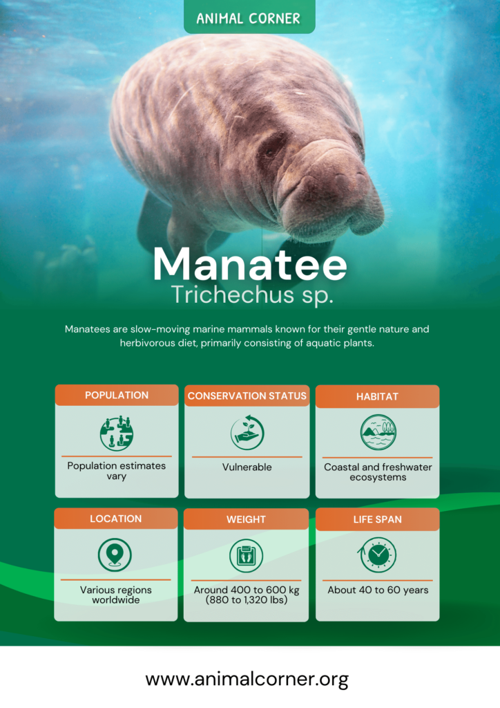 manatee-fact-sheet