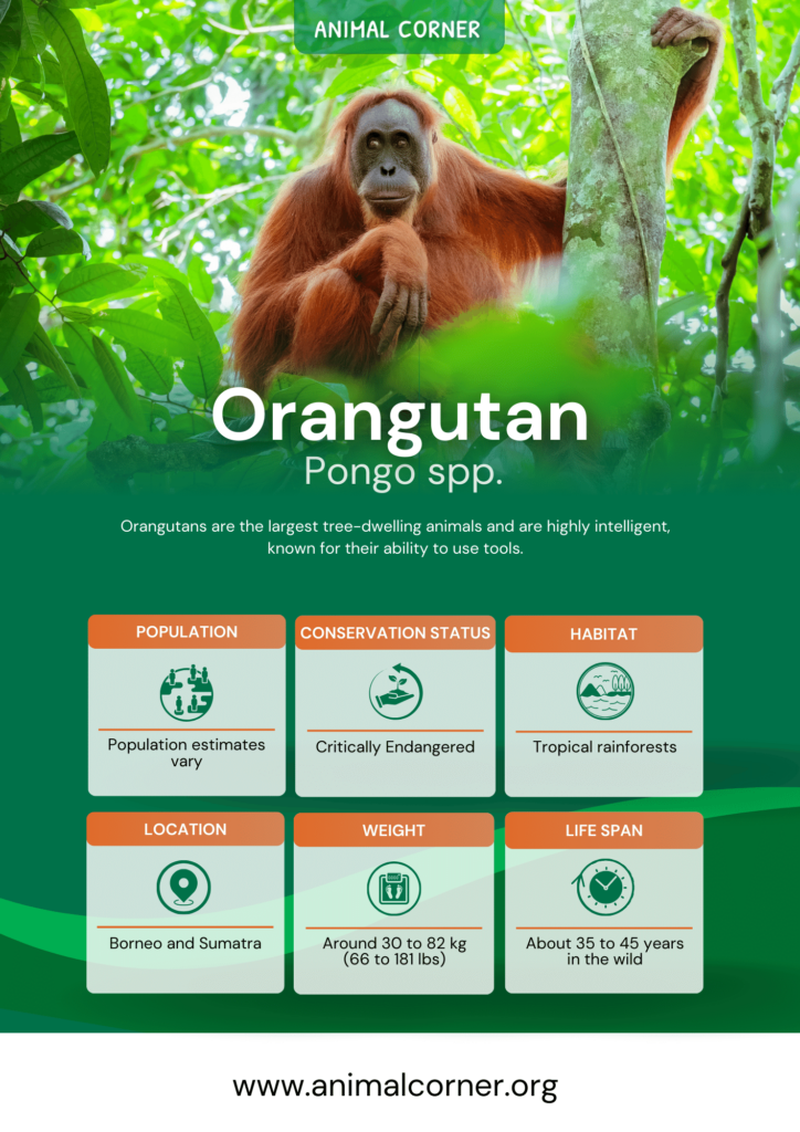 orangutan-fact-sheet
