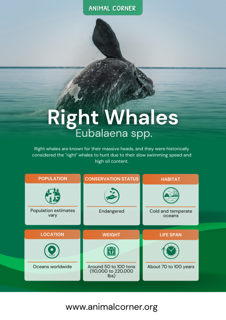 right-whales-fact-sheet