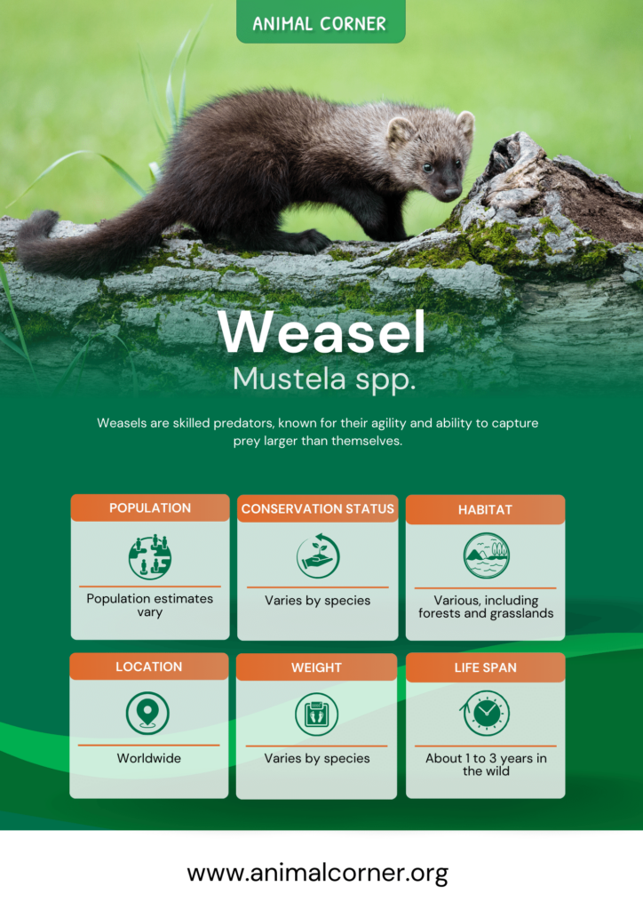 weasel-fact-sheet