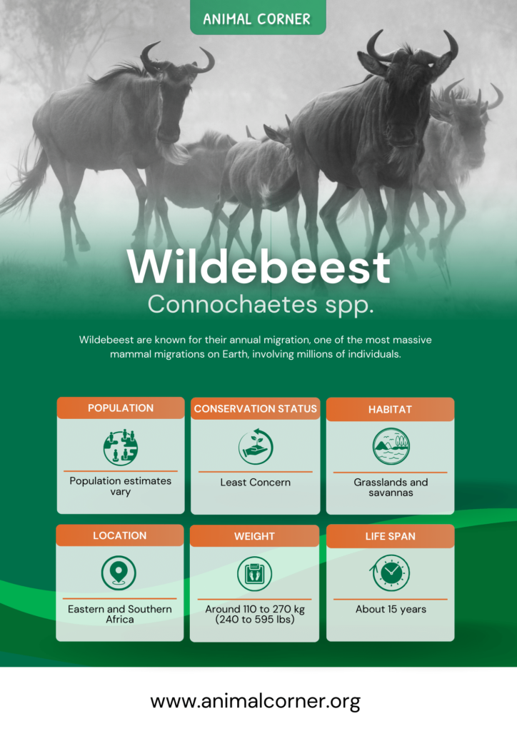 wildebeest-fact-sheet
