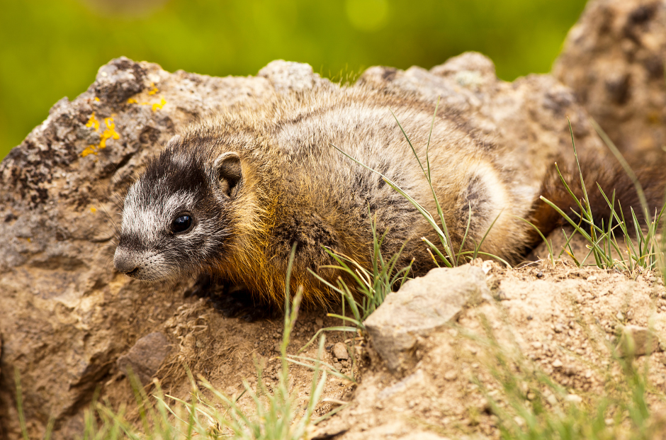 yellow-bellied-marmot-1491985