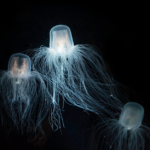 a-box-jellyfish