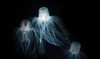 a-box-jellyfish