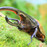 a-hercules-beetle