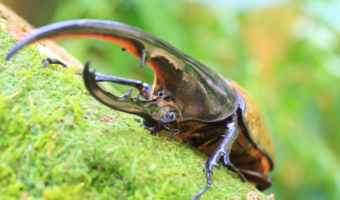 a-hercules-beetle