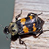 carrion beetle