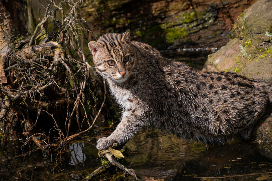The Fishing cat is a stockily built feline who is at home in the wetlands  of SE Asia & loves to dive headfirst underwater and fish for its meal. With  its unique