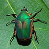 Green June Beetle on Leaf