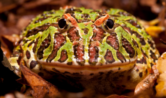 south-american-horned-frog-2