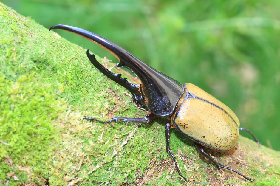 the-hercules-beetle-6792155
