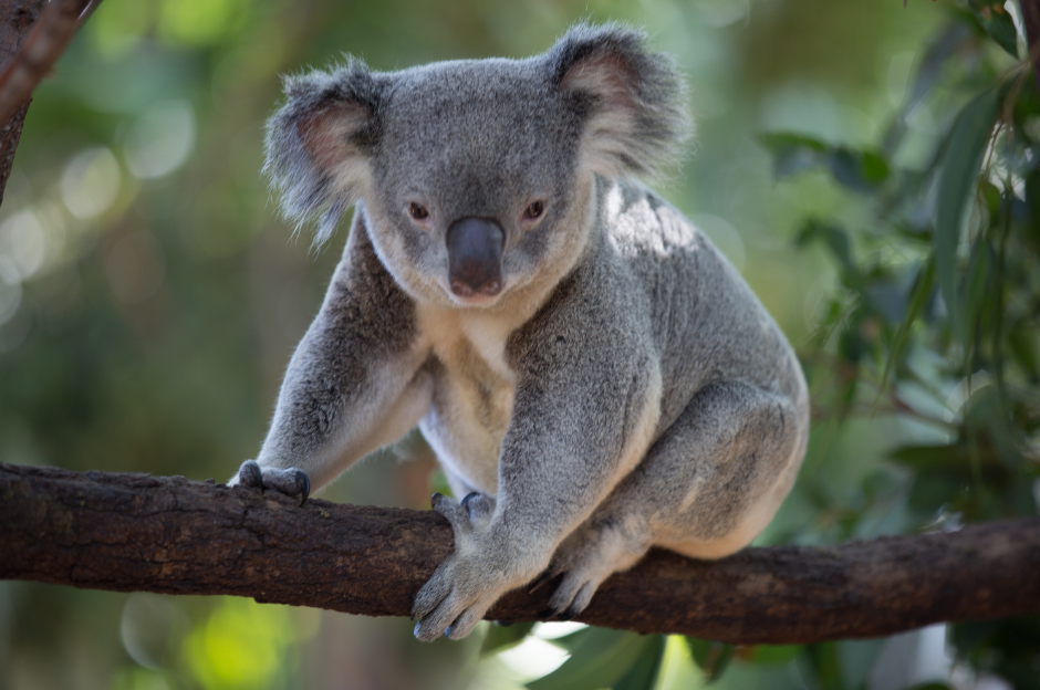 the-koala-2960180