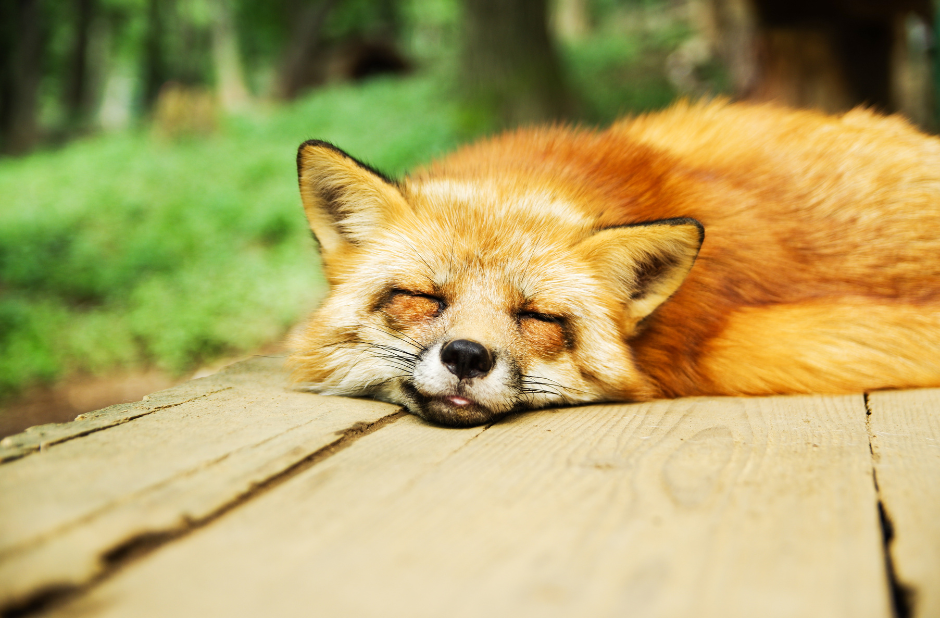 the-red-fox-2400092