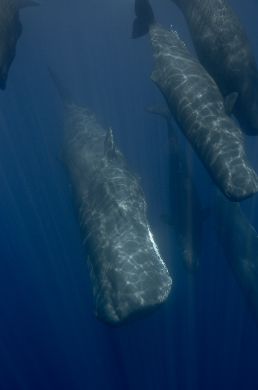the-sperm-whale-6536518