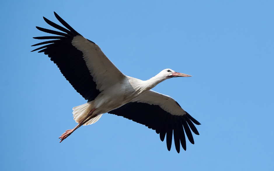 the-white-stork-2741696