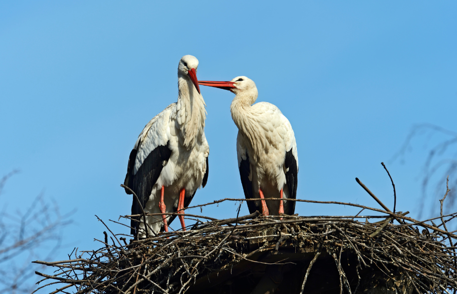 white-storks-5995250