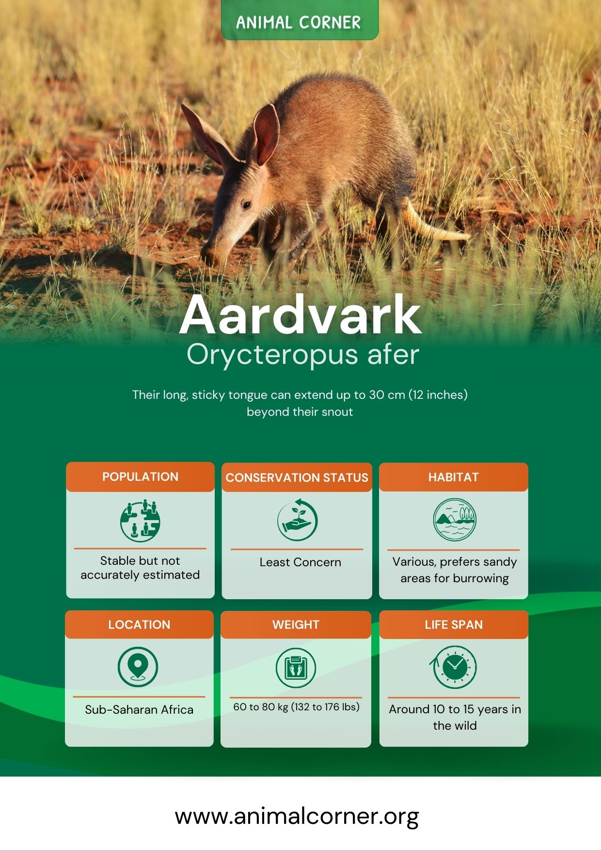 aardvark-3230152