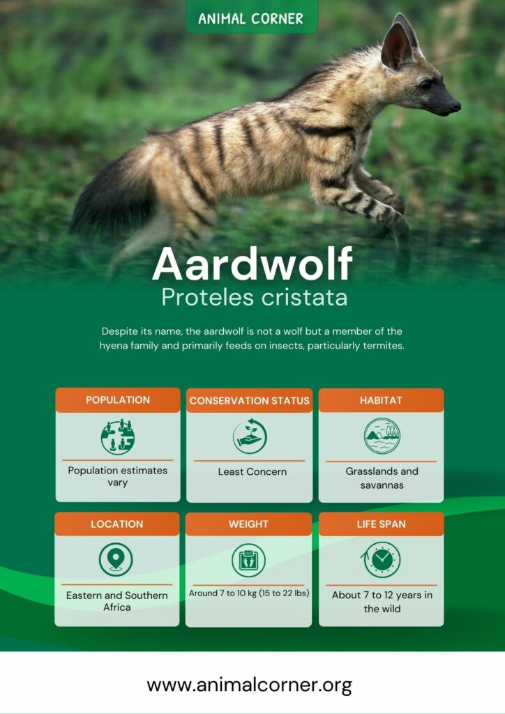 aardwolf-2