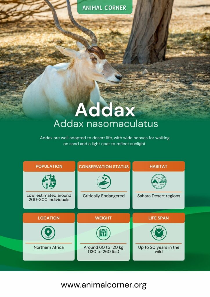 addax-4