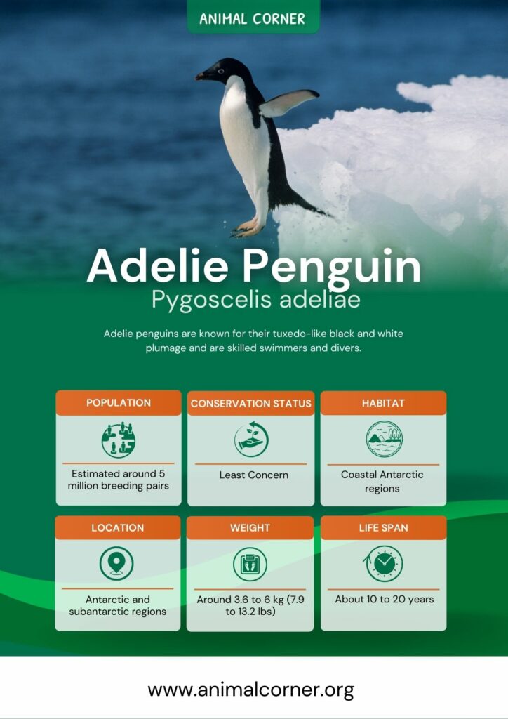 adelie-penguin-3