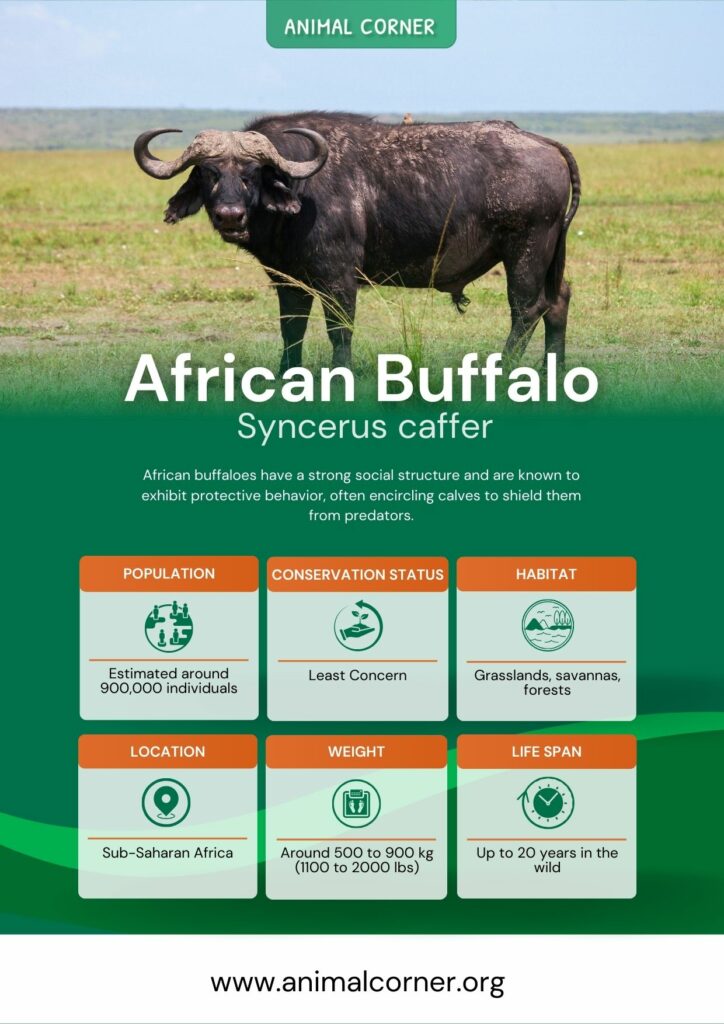 african-buffalo-3