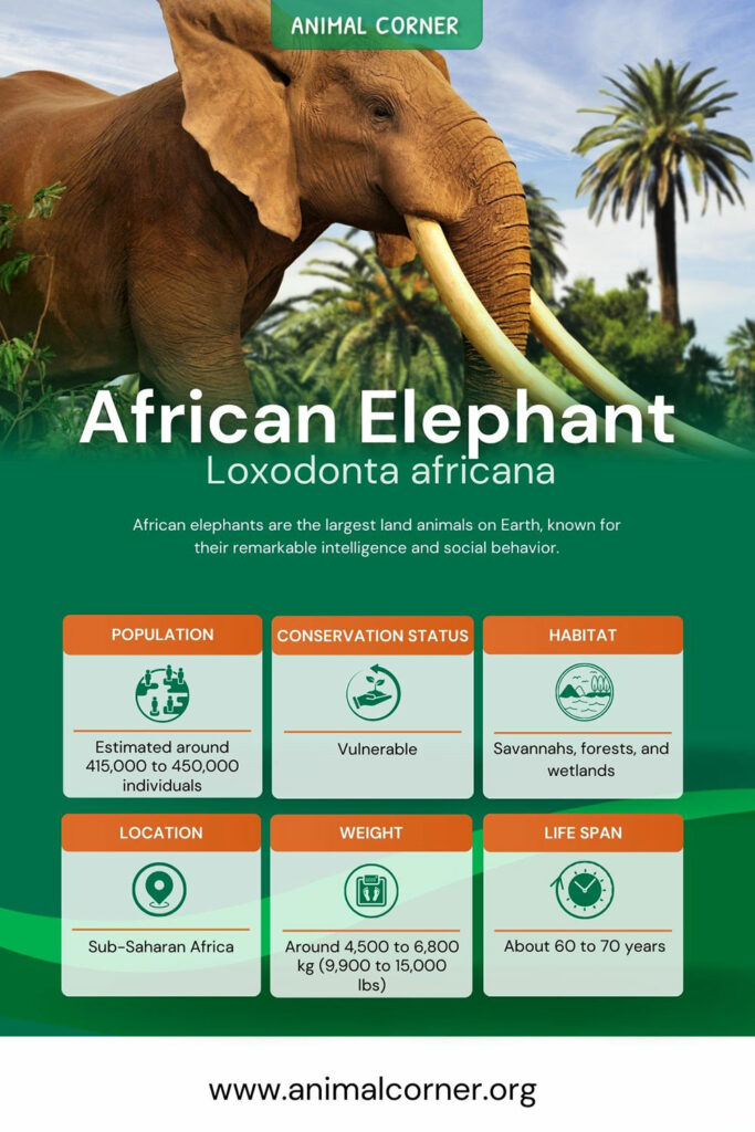 african-elephant Profile info