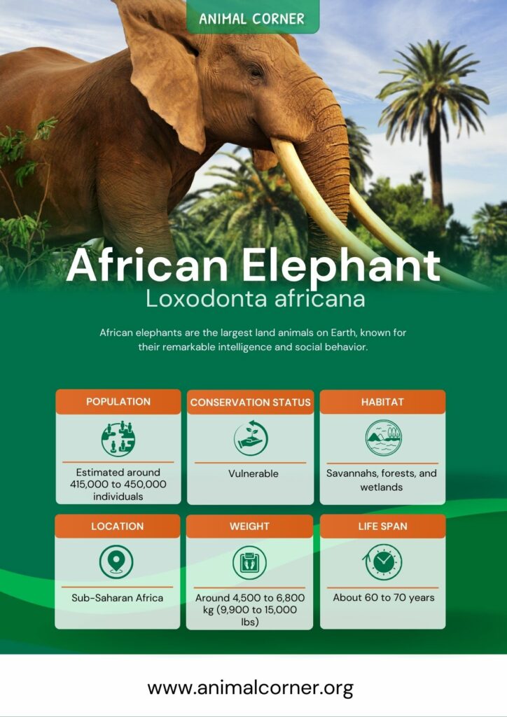 african-elephant-3