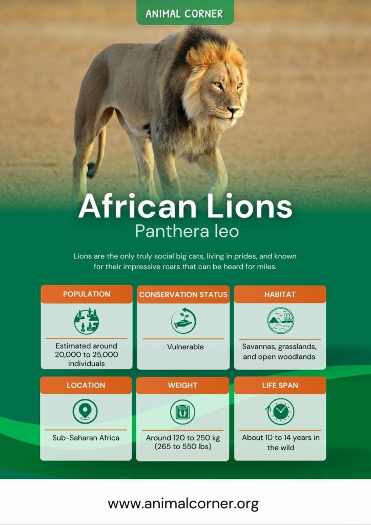 african-lions-2