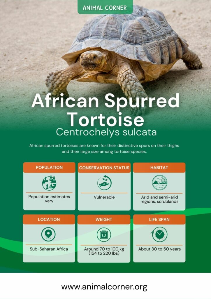 african-spurred-tortoise-4