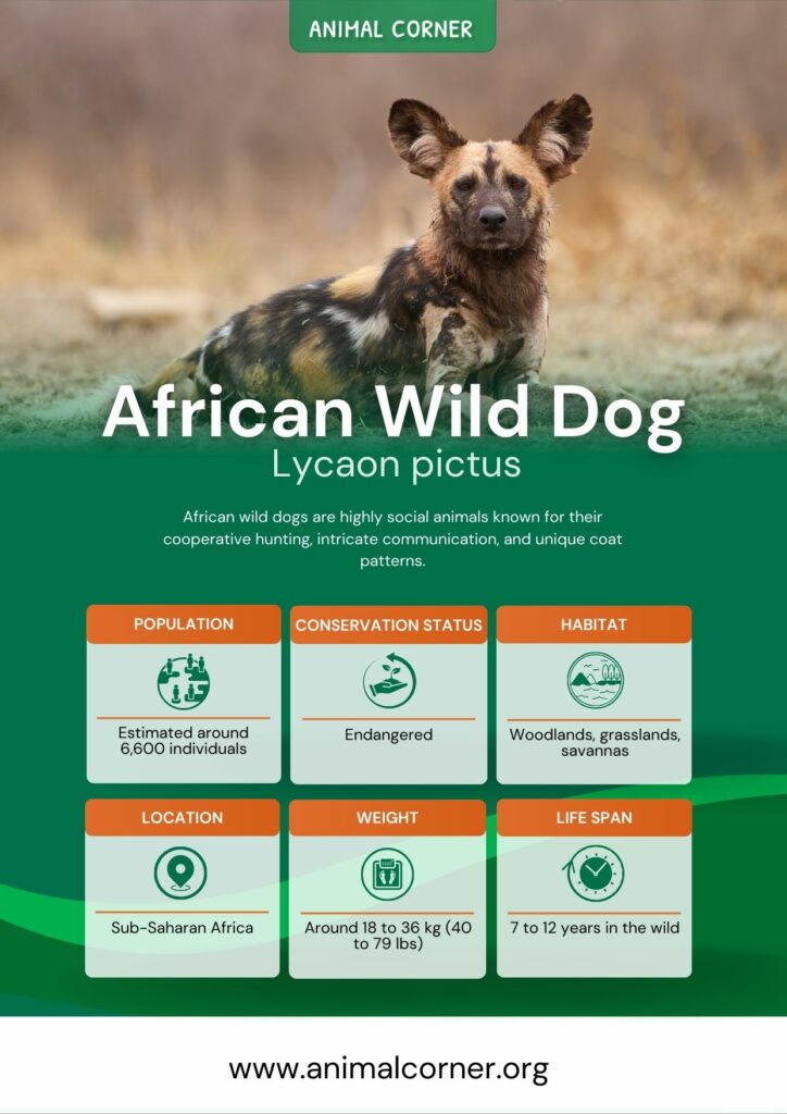 african-wild-dog-3