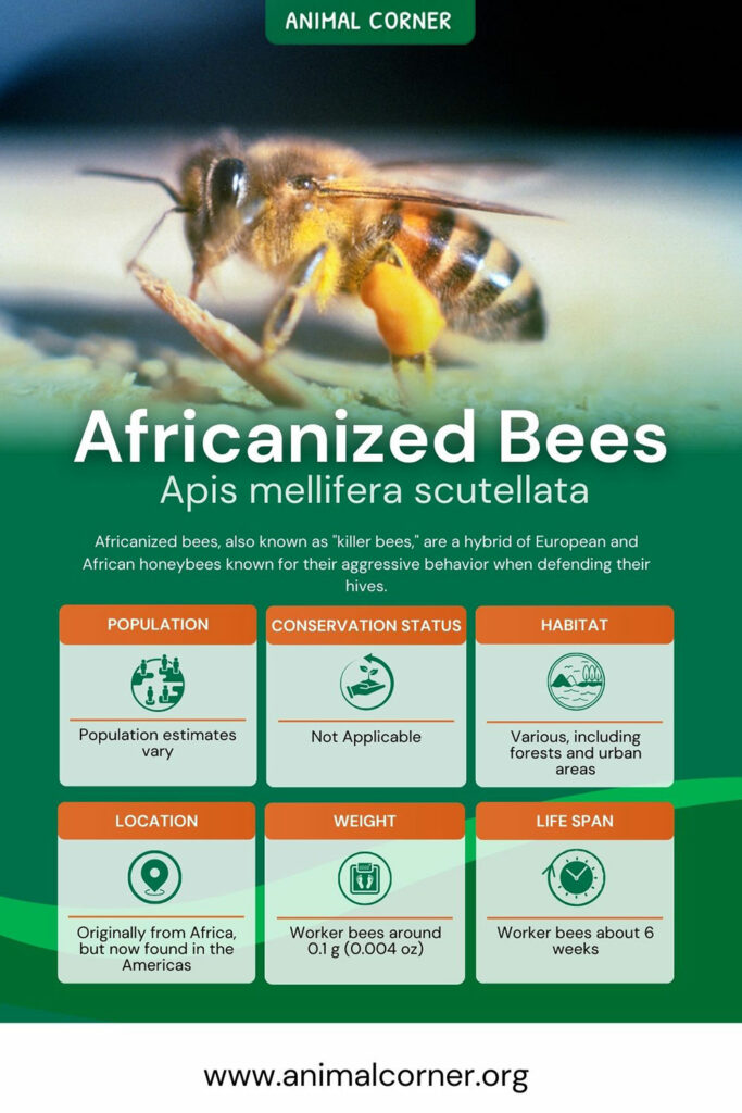 africanized-bees image and profile data