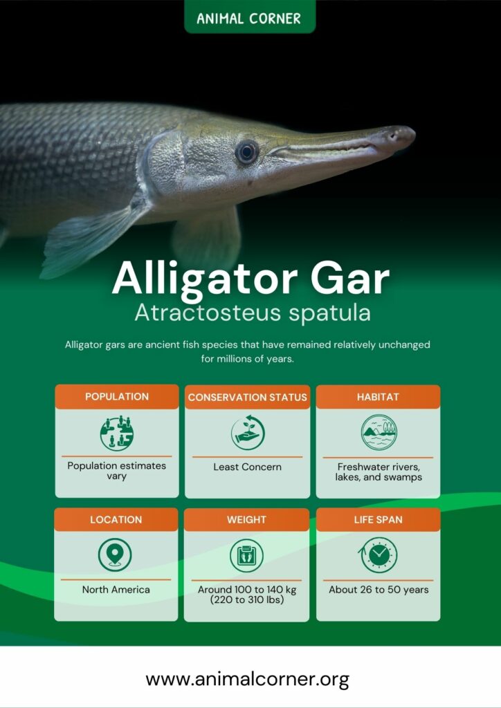 alligator-gar-3