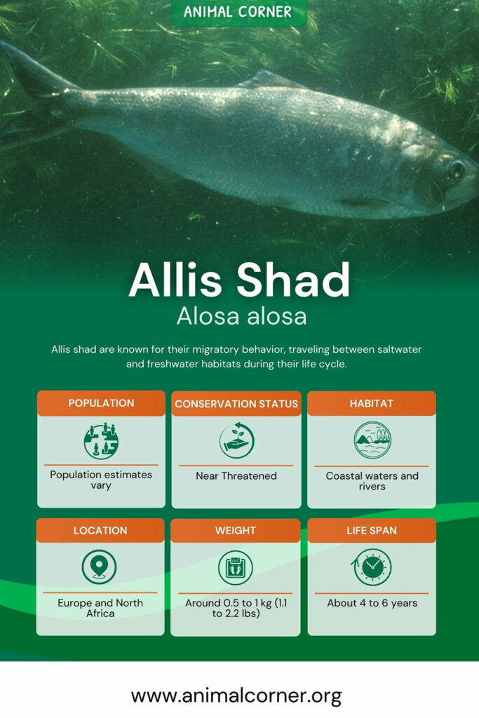 Allis Shad Fish - Facts, Information & Pictures