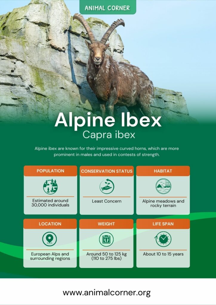 alpine-ibex-3