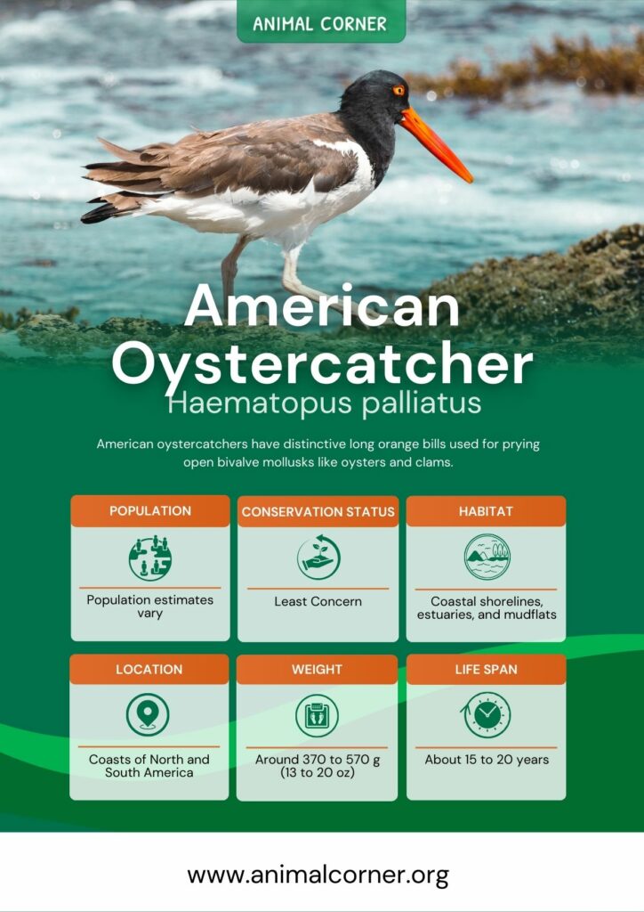 american-oystercatcher-3