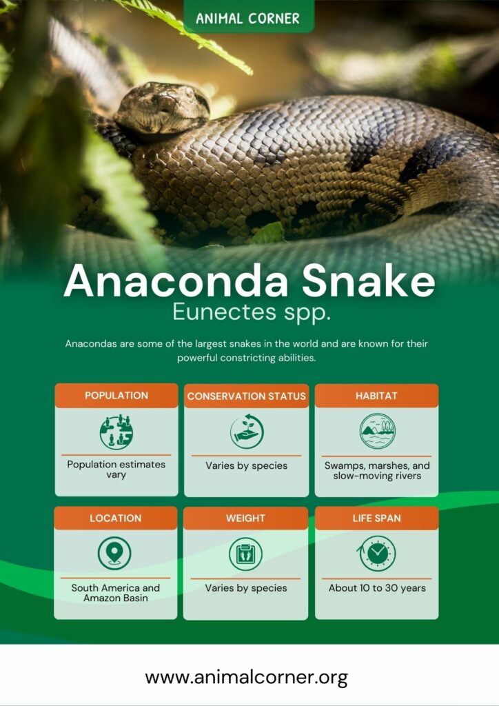 anaconda-snake-2