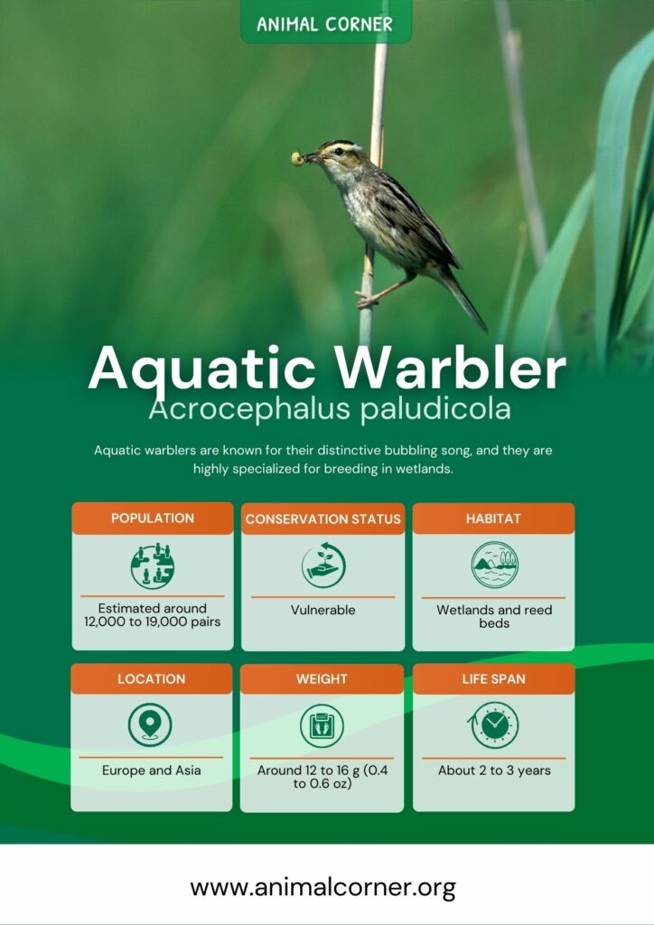 aquatic-warbler-3