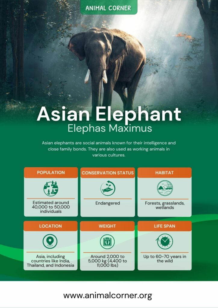 asian-elephant-3