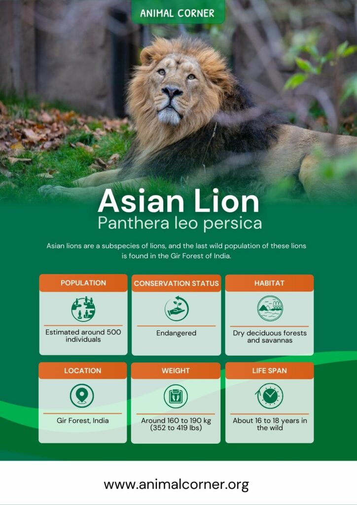 asian-lion-3