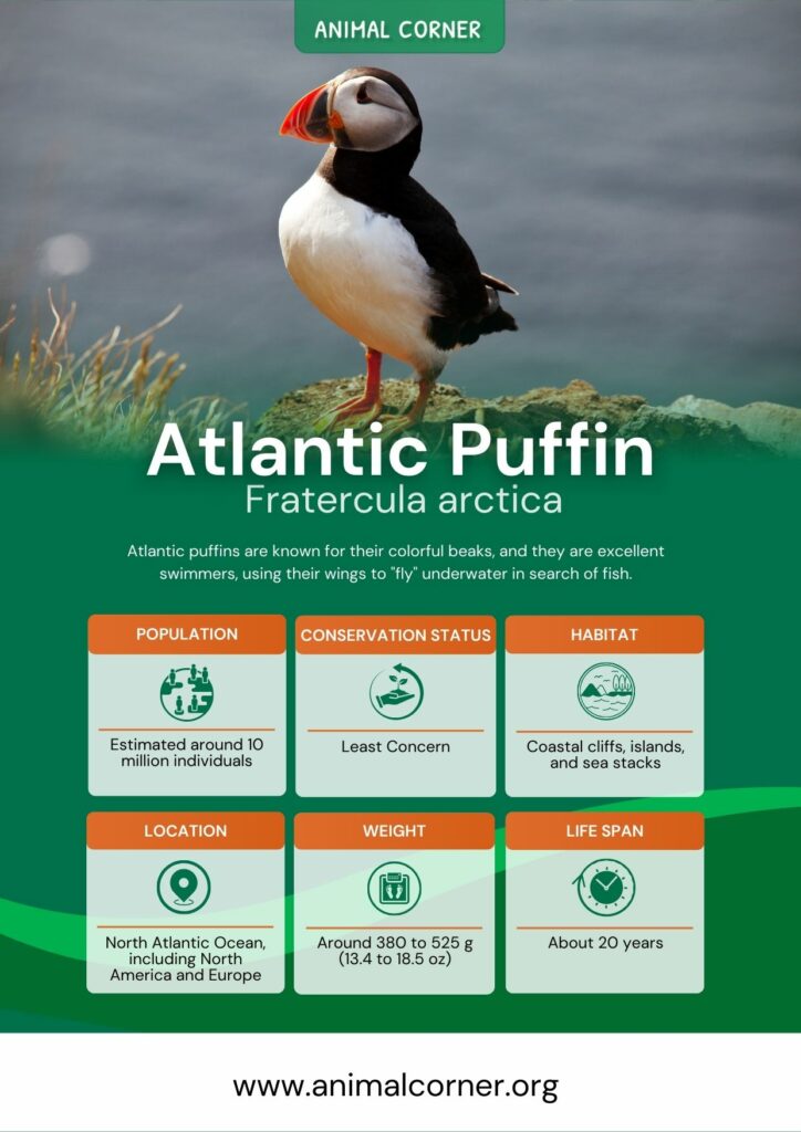 atlantic-puffin-4